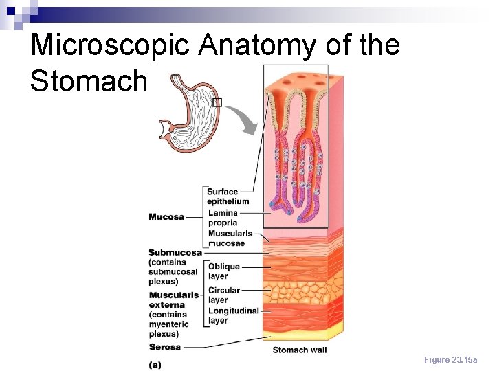 Microscopic Anatomy of the Stomach Figure 23. 15 a 