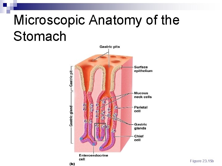 Microscopic Anatomy of the Stomach Figure 23. 15 b 