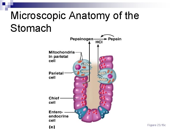 Microscopic Anatomy of the Stomach Figure 23. 15 c 