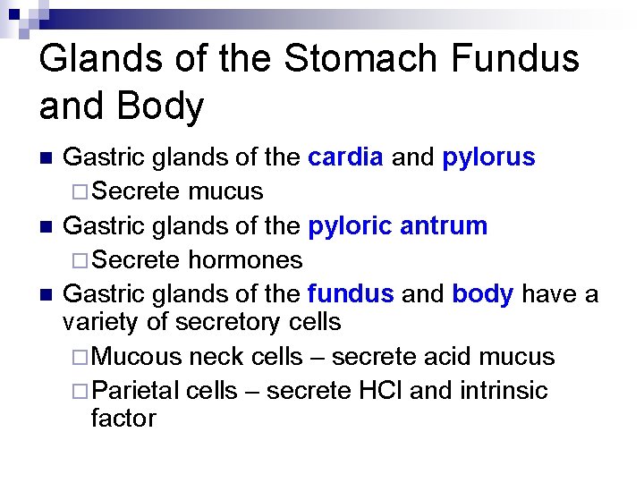 Glands of the Stomach Fundus and Body n n n Gastric glands of the