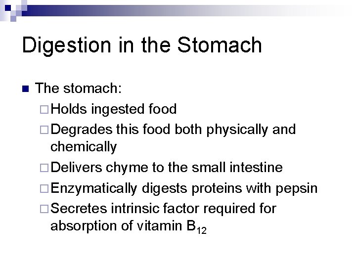 Digestion in the Stomach n The stomach: ¨ Holds ingested food ¨ Degrades this