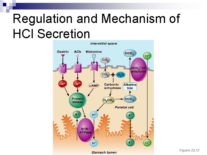 Regulation and Mechanism of HCl Secretion Figure 23. 17 