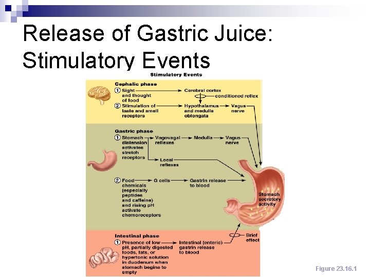 Release of Gastric Juice: Stimulatory Events Figure 23. 16. 1 