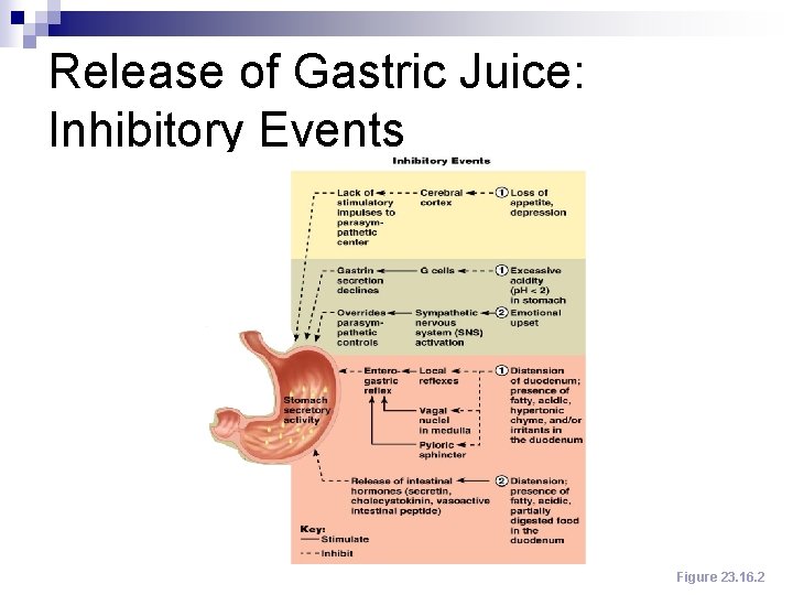 Release of Gastric Juice: Inhibitory Events Figure 23. 16. 2 