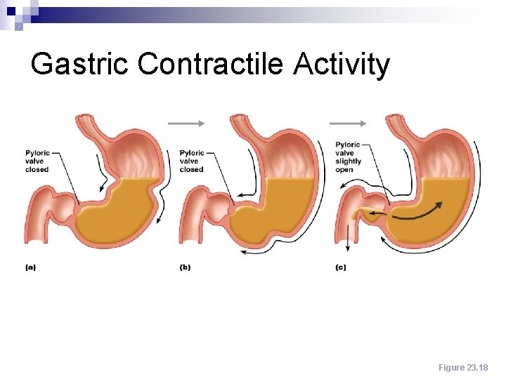 Gastric Contractile Activity Figure 23. 18 