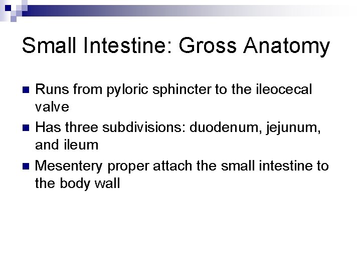 Small Intestine: Gross Anatomy n n n Runs from pyloric sphincter to the ileocecal