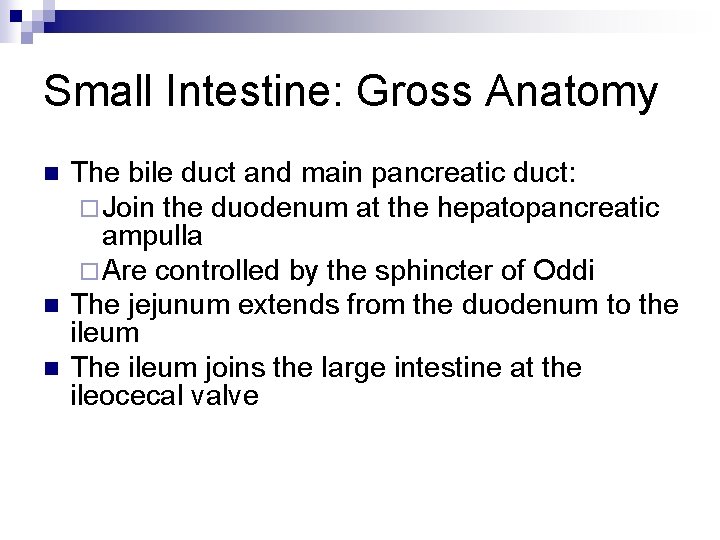 Small Intestine: Gross Anatomy n n n The bile duct and main pancreatic duct: