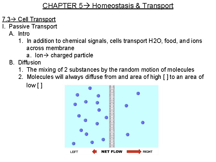 CHAPTER 5 Homeostasis & Transport 7. 3 Cell Transport I. Passive Transport A. Intro