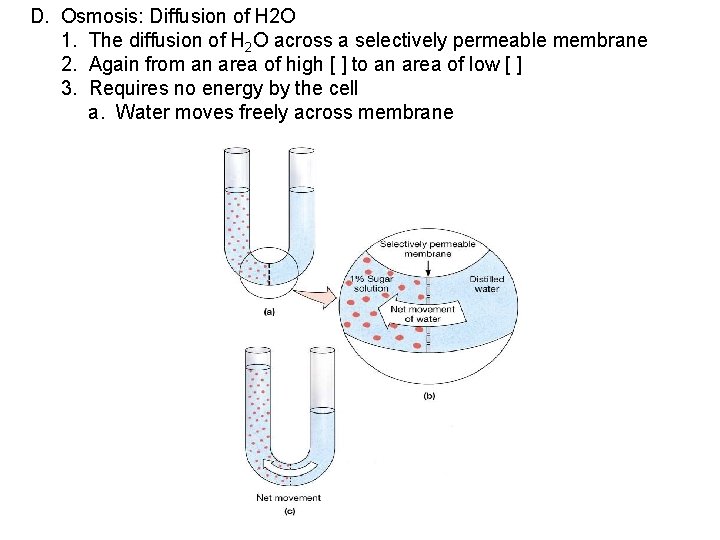 D. Osmosis: Diffusion of H 2 O 1. The diffusion of H 2 O