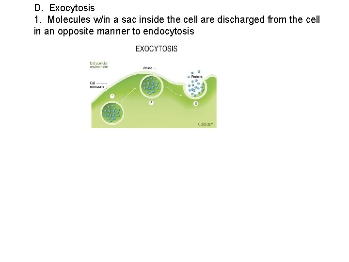 D. Exocytosis 1. Molecules w/in a sac inside the cell are discharged from the