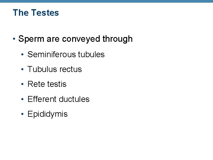 The Testes • Sperm are conveyed through • Seminiferous tubules • Tubulus rectus •