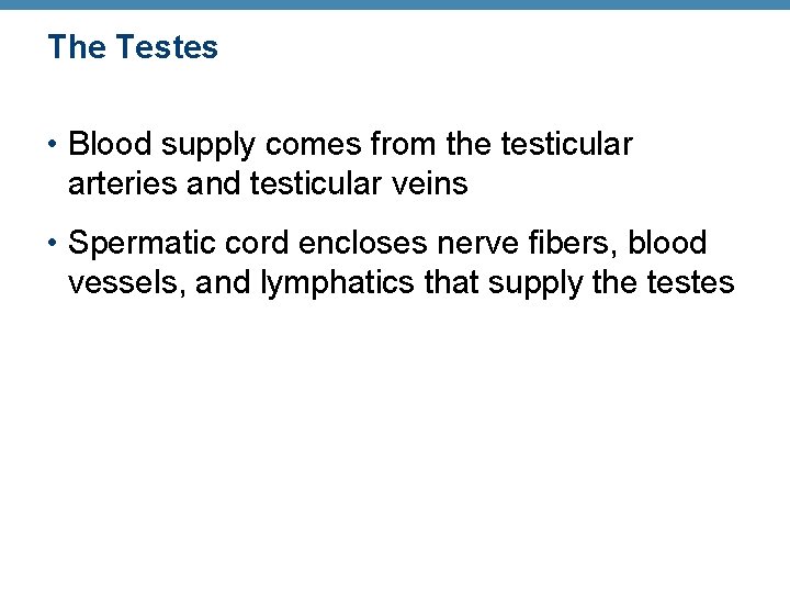 The Testes • Blood supply comes from the testicular arteries and testicular veins •