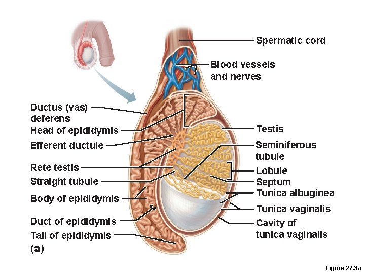 Spermatic cord Blood vessels and nerves Ductus (vas) deferens Head of epididymis Efferent ductule