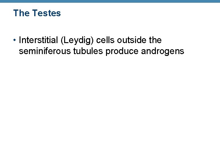 The Testes • Interstitial (Leydig) cells outside the seminiferous tubules produce androgens 