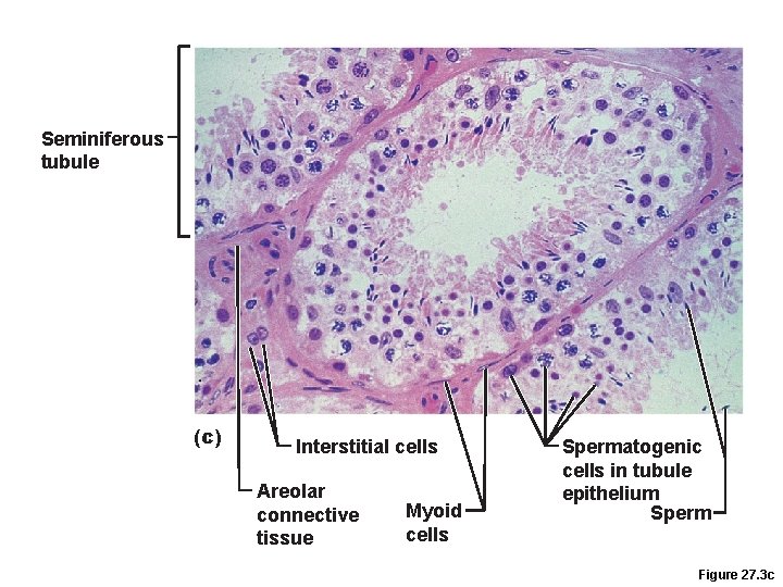 Seminiferous tubule (c) Interstitial cells Areolar connective tissue Myoid cells Spermatogenic cells in tubule