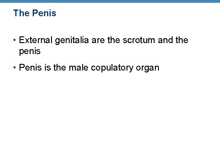 The Penis • External genitalia are the scrotum and the penis • Penis is