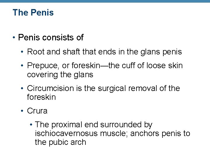 The Penis • Penis consists of • Root and shaft that ends in the