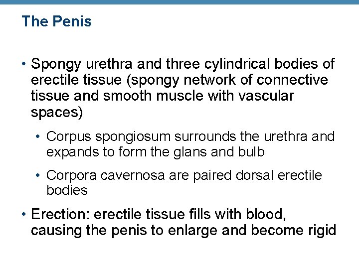 The Penis • Spongy urethra and three cylindrical bodies of erectile tissue (spongy network