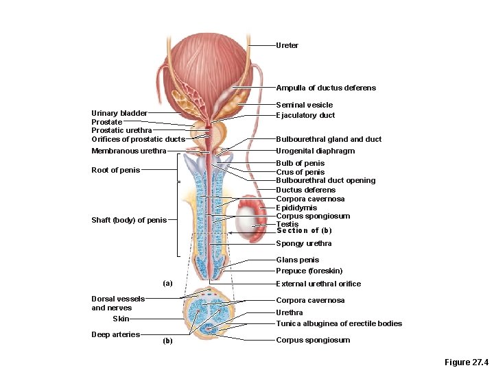 Ureter Ampulla of ductus deferens Urinary bladder Prostate Prostatic urethra Orifices of prostatic ducts