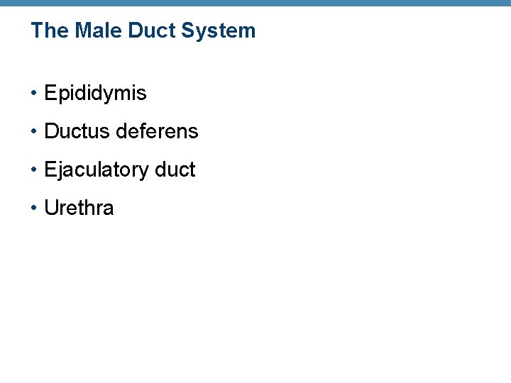 The Male Duct System • Epididymis • Ductus deferens • Ejaculatory duct • Urethra