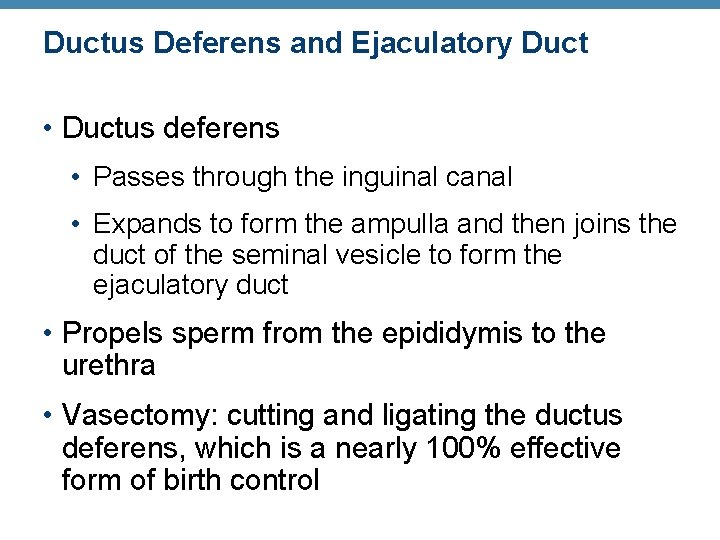 Ductus Deferens and Ejaculatory Duct • Ductus deferens • Passes through the inguinal canal