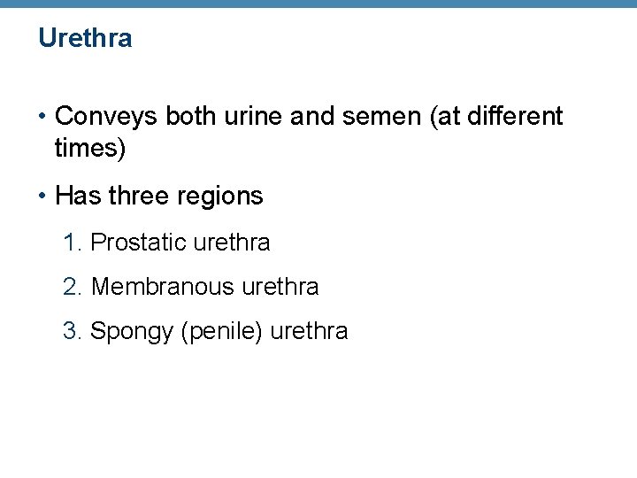 Urethra • Conveys both urine and semen (at different times) • Has three regions