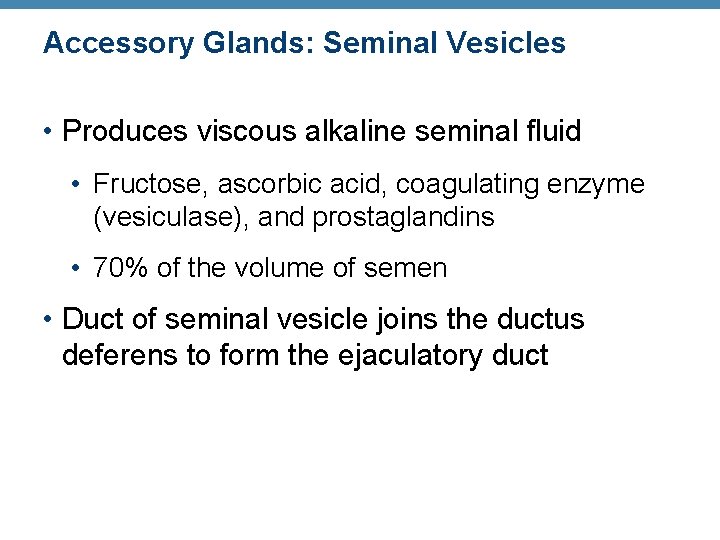 Accessory Glands: Seminal Vesicles • Produces viscous alkaline seminal fluid • Fructose, ascorbic acid,