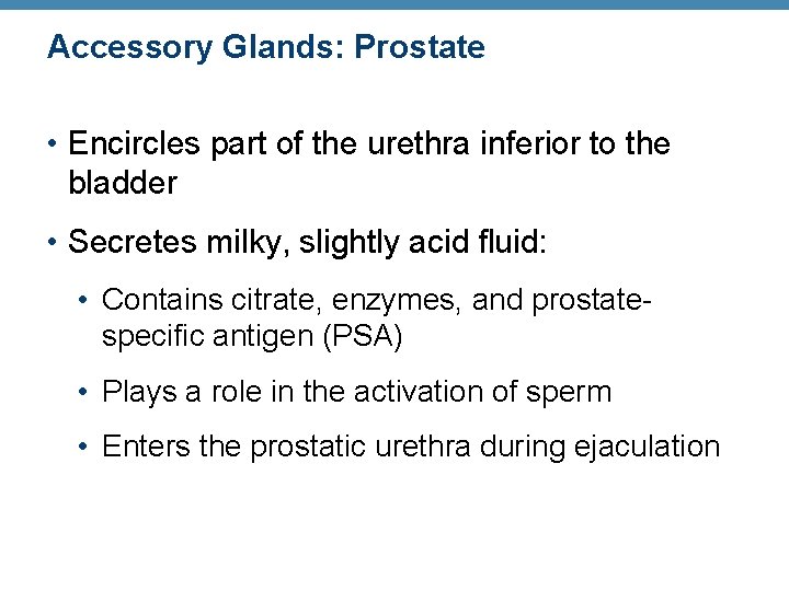 Accessory Glands: Prostate • Encircles part of the urethra inferior to the bladder •