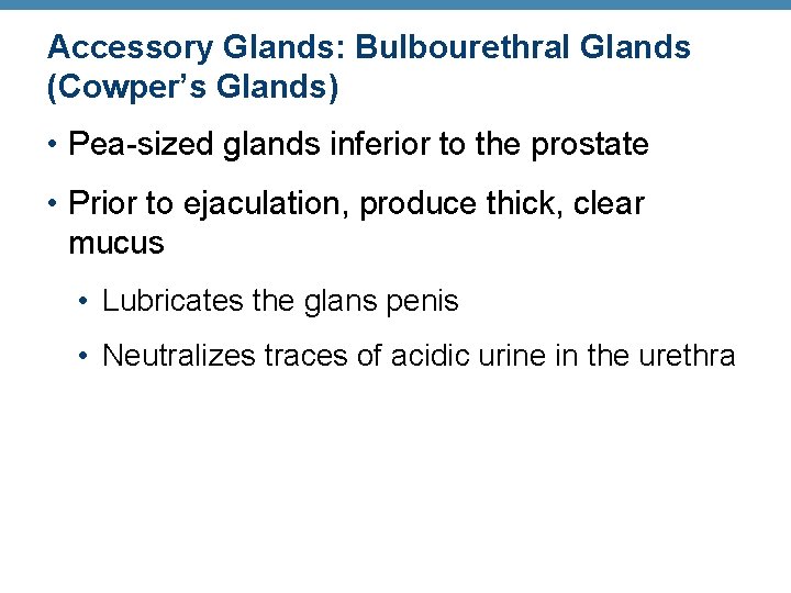 Accessory Glands: Bulbourethral Glands (Cowper’s Glands) • Pea-sized glands inferior to the prostate •