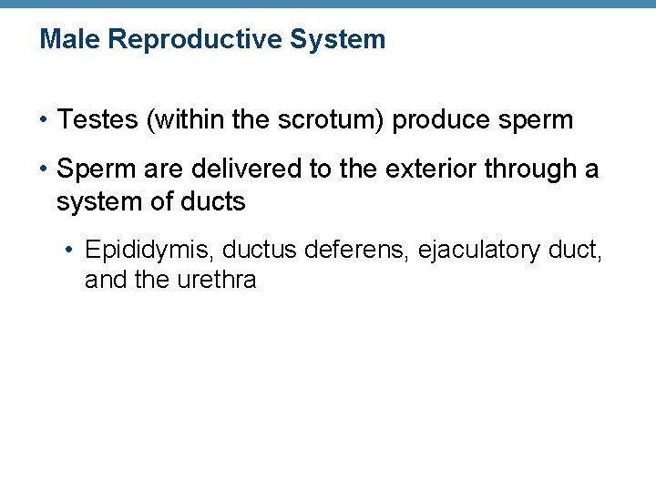 Male Reproductive System • Testes (within the scrotum) produce sperm • Sperm are delivered