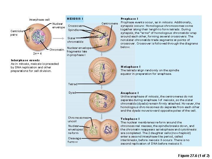 MEIOSIS I Interphase cell Nuclear envelope Centriole pairs Crossover Spindle Sister chromatids Chromatin 2
