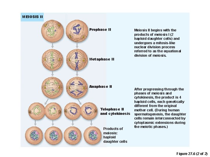 MEIOSIS II Prophase II Metaphase II Anaphase II Telophase II and cytokinesis Products of