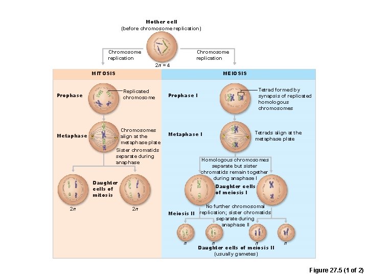 Mother cell (before chromosome replication) Chromosome replication 2 n = 4 MITOSIS MEIOSIS Replicated