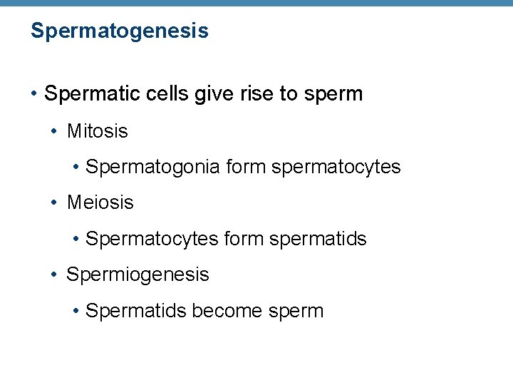 Spermatogenesis • Spermatic cells give rise to sperm • Mitosis • Spermatogonia form spermatocytes
