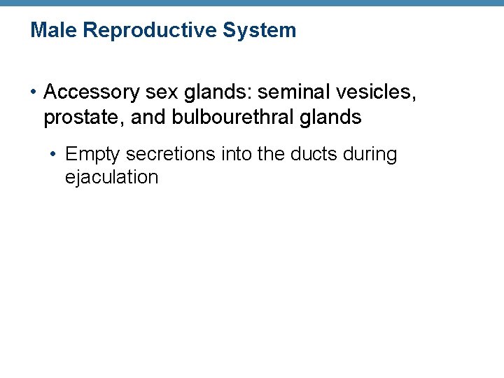Male Reproductive System • Accessory sex glands: seminal vesicles, prostate, and bulbourethral glands •