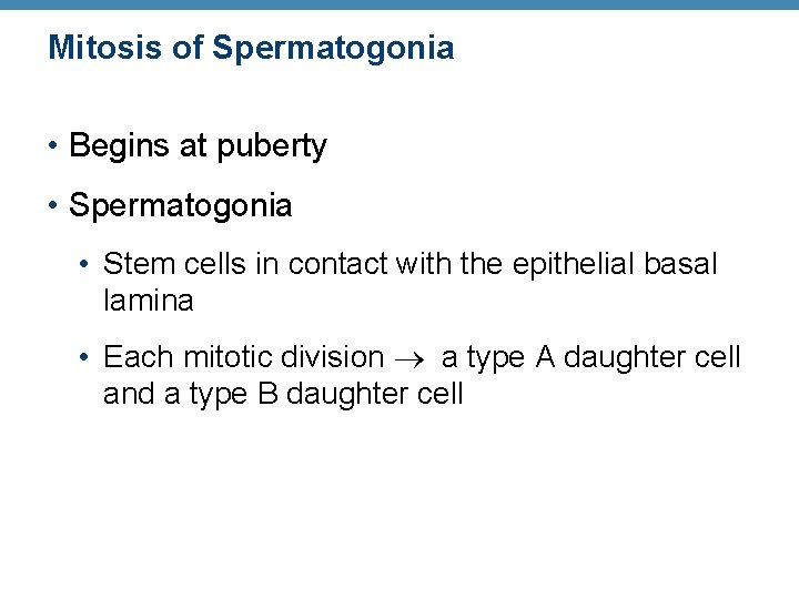 Mitosis of Spermatogonia • Begins at puberty • Spermatogonia • Stem cells in contact