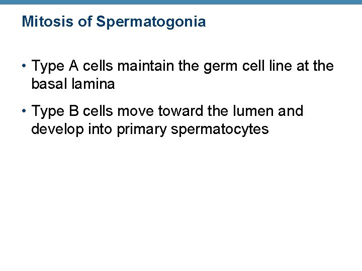 Mitosis of Spermatogonia • Type A cells maintain the germ cell line at the