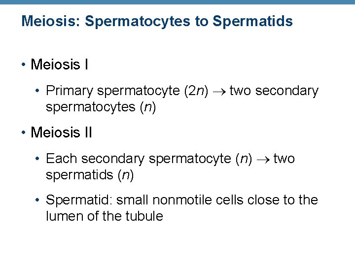 Meiosis: Spermatocytes to Spermatids • Meiosis I • Primary spermatocyte (2 n) two secondary