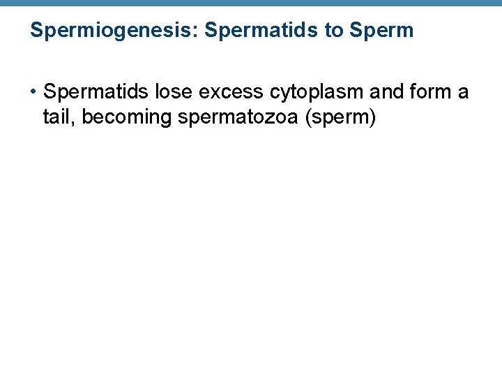 Spermiogenesis: Spermatids to Sperm • Spermatids lose excess cytoplasm and form a tail, becoming