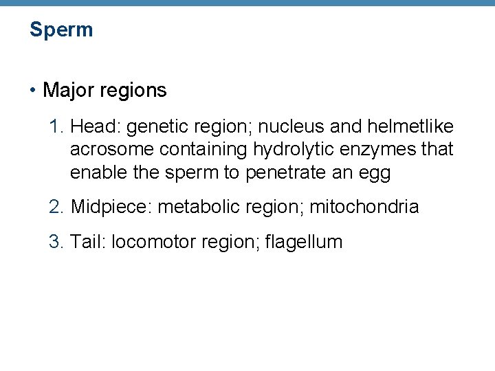 Sperm • Major regions 1. Head: genetic region; nucleus and helmetlike acrosome containing hydrolytic