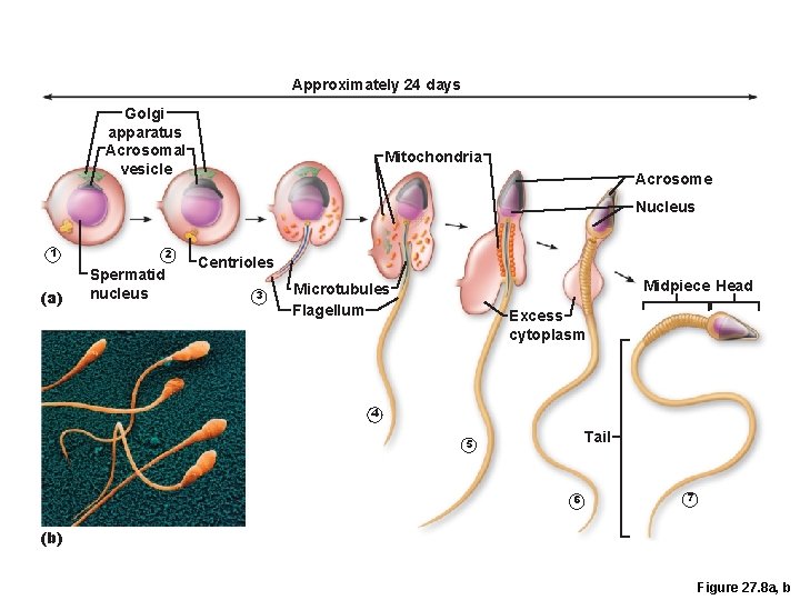 Approximately 24 days Golgi apparatus Acrosomal vesicle Mitochondria Acrosome Nucleus 1 (a) 2 Spermatid