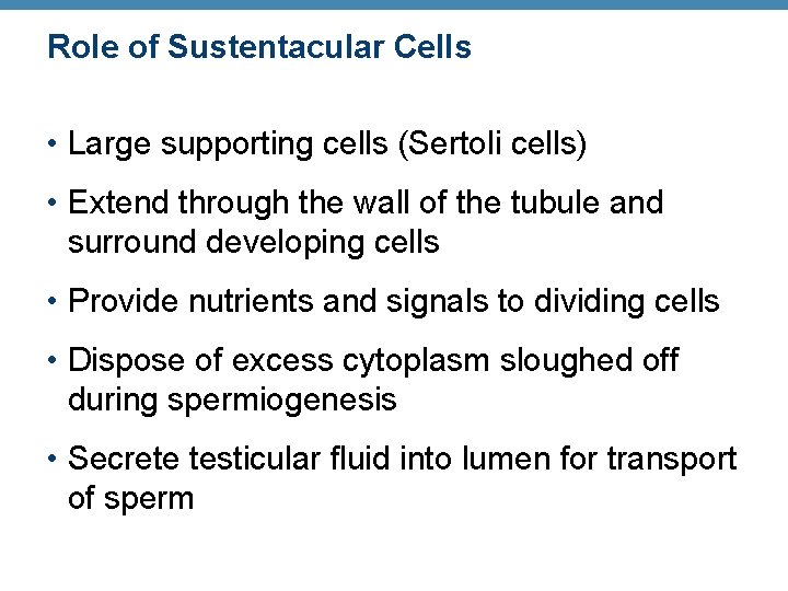 Role of Sustentacular Cells • Large supporting cells (Sertoli cells) • Extend through the