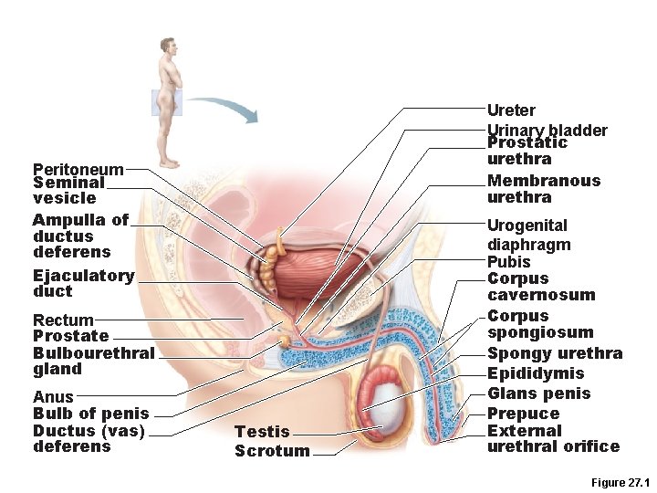 Ureter Urinary bladder Prostatic urethra Membranous urethra Peritoneum Seminal vesicle Ampulla of ductus deferens
