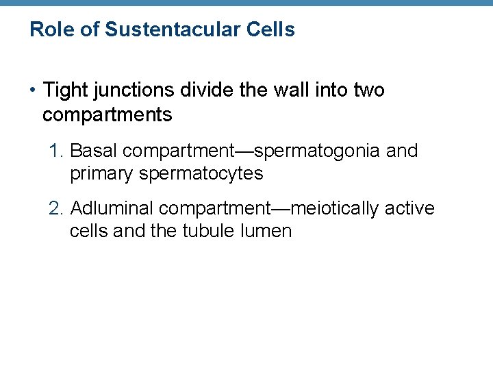 Role of Sustentacular Cells • Tight junctions divide the wall into two compartments 1.