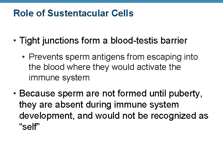 Role of Sustentacular Cells • Tight junctions form a blood-testis barrier • Prevents sperm