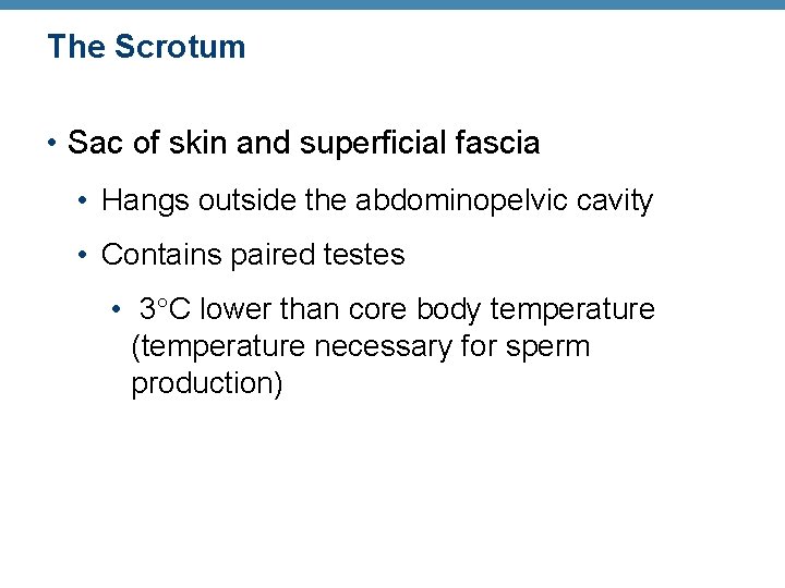 The Scrotum • Sac of skin and superficial fascia • Hangs outside the abdominopelvic