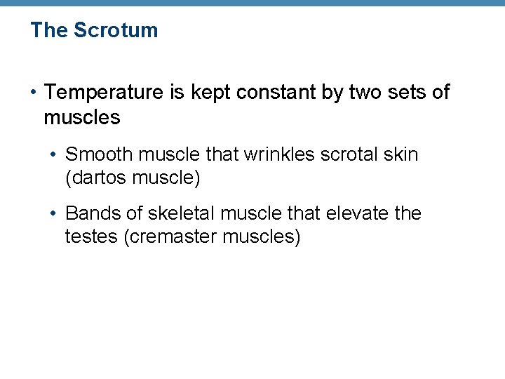 The Scrotum • Temperature is kept constant by two sets of muscles • Smooth