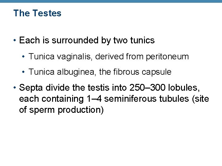 The Testes • Each is surrounded by two tunics • Tunica vaginalis, derived from