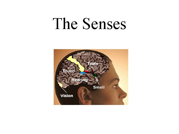 The Senses The Senses