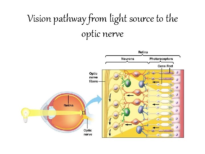 Vision pathway from light source to the optic nerve Vision pathway from light source to the optic nerve